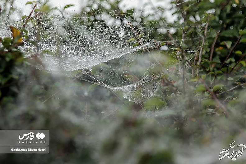 (تصاویر) همنشینی قطرات شبنم با تارهای عنکبوت